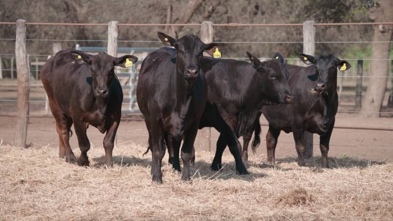 LOTE 44A RP 2026 CABAÑA LA GELID