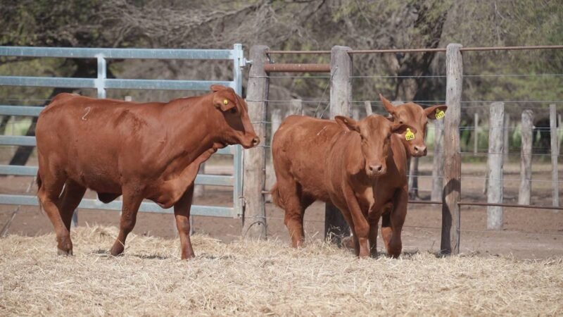 LOTE 45A RP 2130 CABAÑA LA GELID