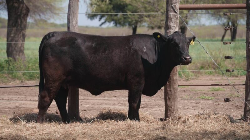 LOTE 47 RP 1650 CABAÑA LA GELID