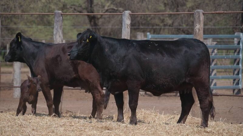 LOTE 49A RP 1876 CABAÑA LA GELID