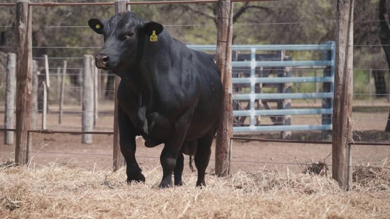 LOTE 4A RP 1823 CABAÑA LA GELID