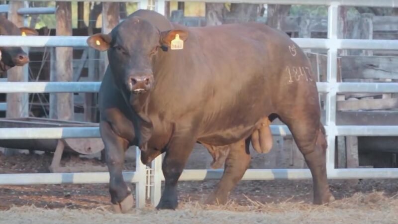 LOTE 4B RP 1843 CABAÑA LA GELID