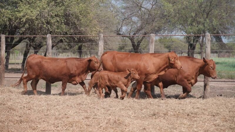 LOTE 50A RP 1884 CABAÑA LA GELID