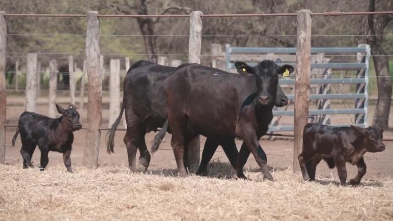 LOTE 52A RP RB2236 CABAÑA LA GELID