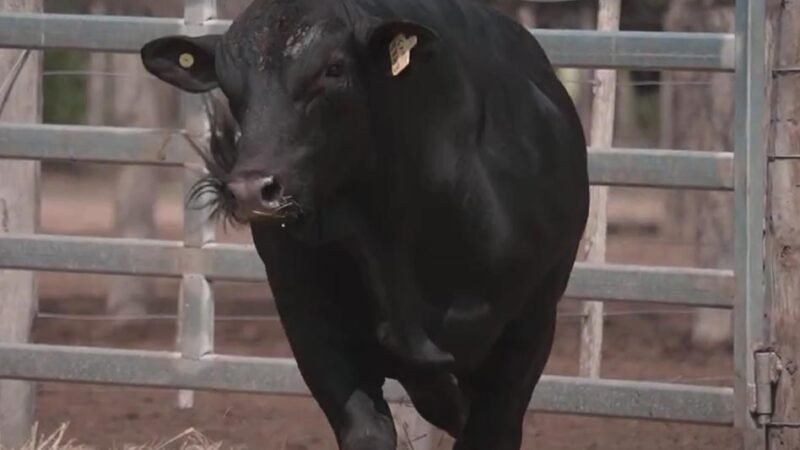 LOTE 6A RP 1783 CABAÑA LA GELID