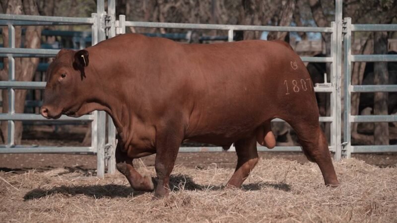 LOTE 8A RP 1807 CABAÑA LA GELID