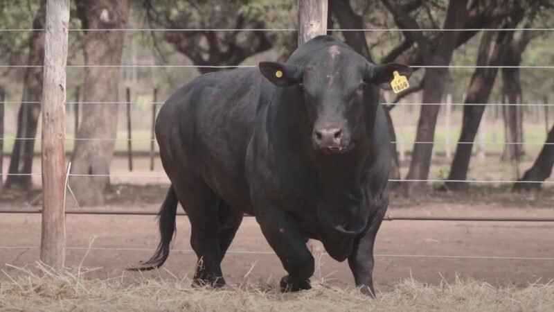 LOTE 9A RP 1809 CABAÑA LA GELID