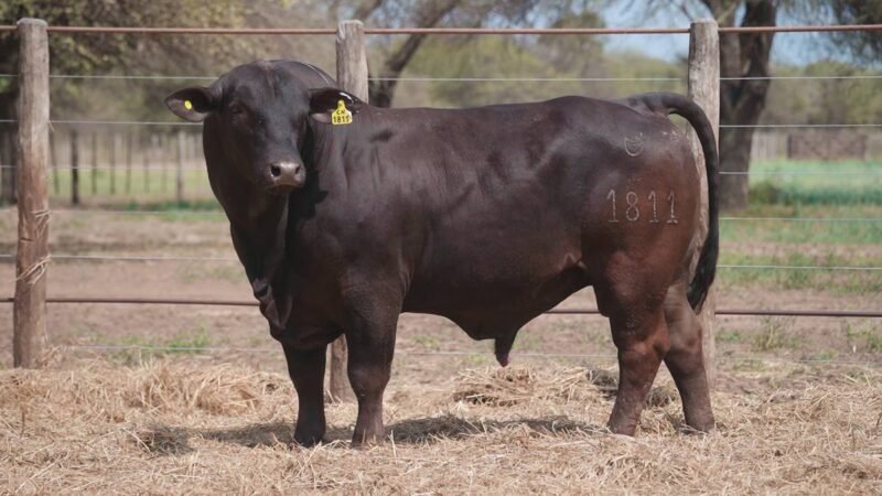 LOTE 9B RP 1811 CABAÑA LA GELID