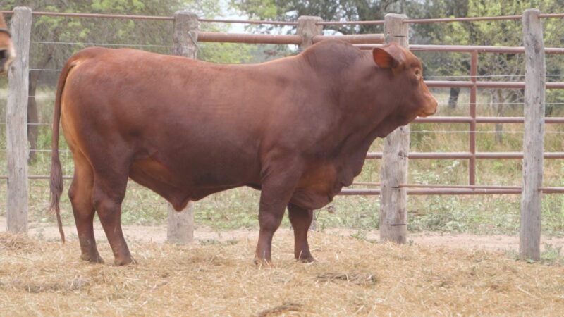 LOTE 10A RP 2079 CABAÑA LA GELID