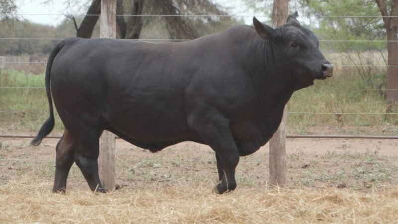LOTE 11A RP 2239 CABAÑA LA GELID