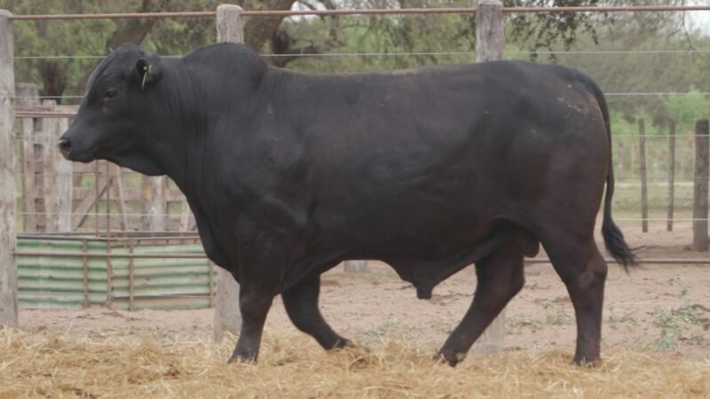 LOTE 11B RP 2249 CABAÑA LA GELID