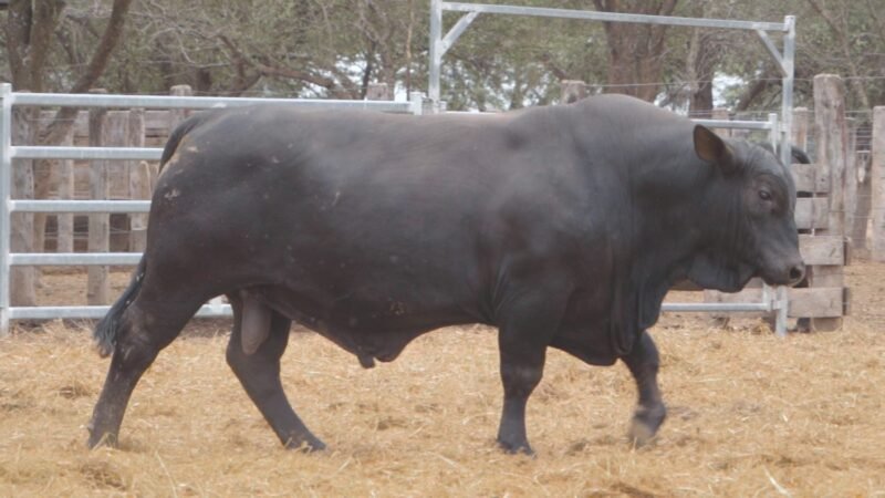 LOTE 12 RP 2133 CABAÑA LA GELID