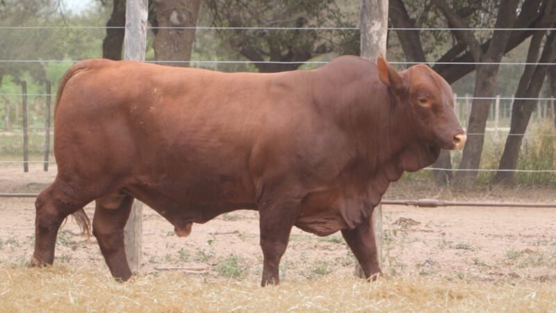 LOTE 13A RP 2127 CABAÑA LA GELID