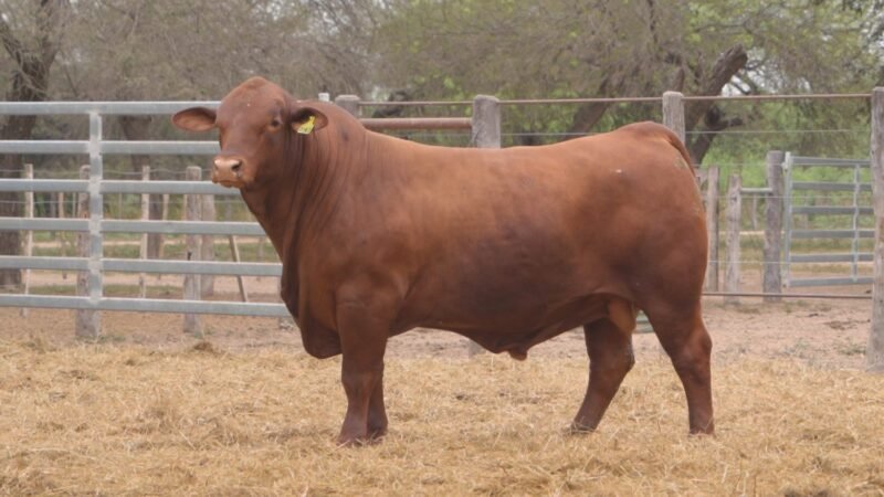 LOTE 13B RP 2147 CABAÑA LA GELID