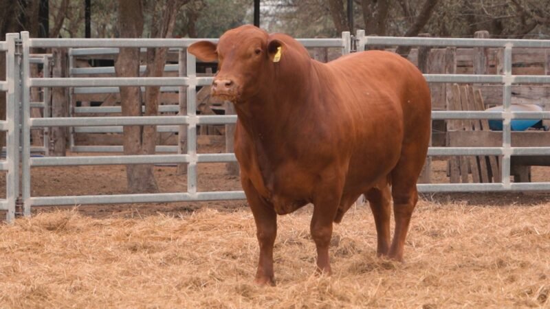 LOTE 14B RP 2323 CABAÑA LA GELID