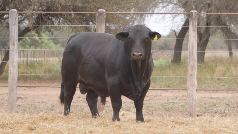 LOTE 15B RP 2145 CABAÑA LA GELID