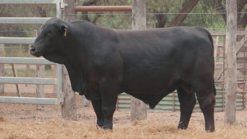 LOTE 16A RP 2423 CABAÑA LA GELID