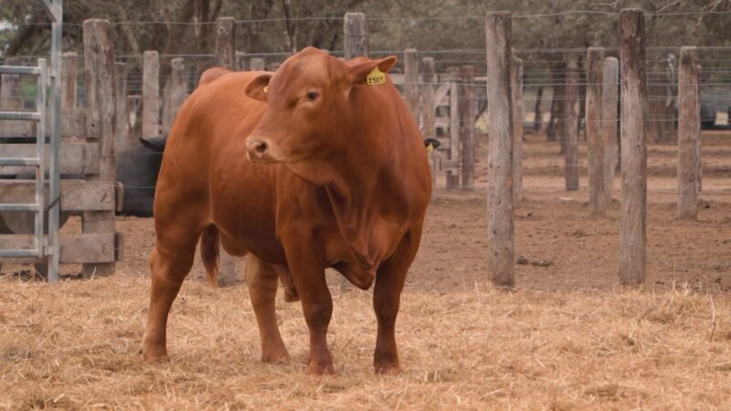 LOTE 16B RP 2501 CABAÑA LA GELID