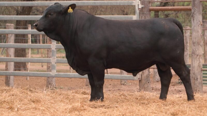 LOTE 17A RP 2409 CABAÑA LA GELID