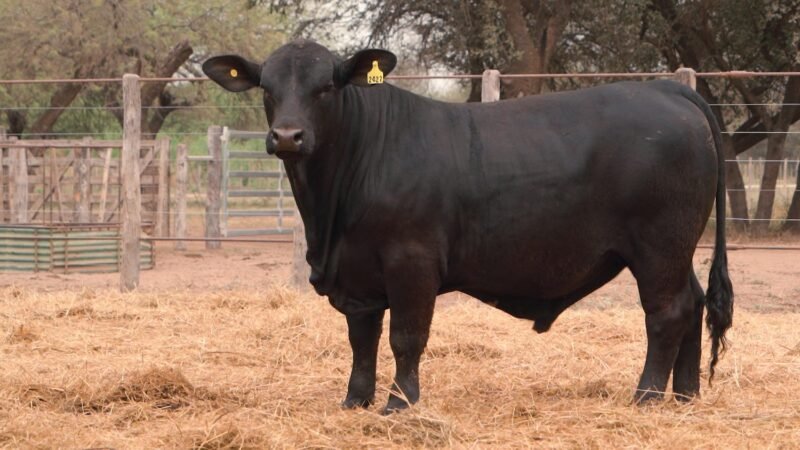 LOTE 17B RP 2427 CABAÑA LA GELID