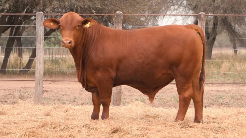 LOTE 18 RP 2495 CABAÑA LA GELID