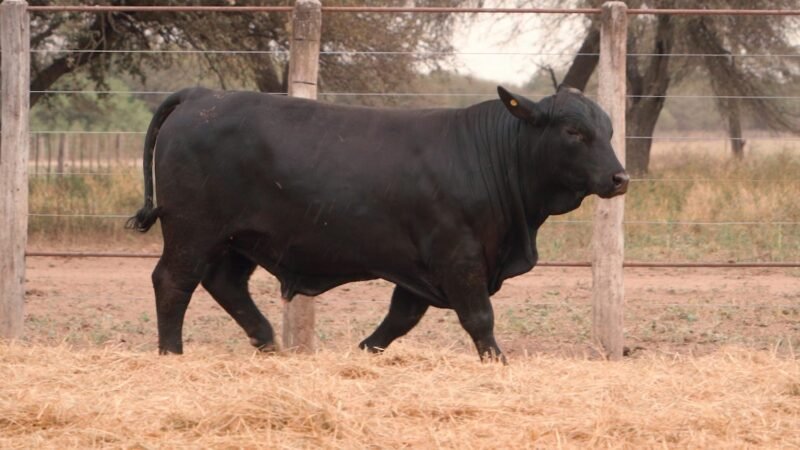 LOTE 19A RP 2405 CABAÑA LA GELID