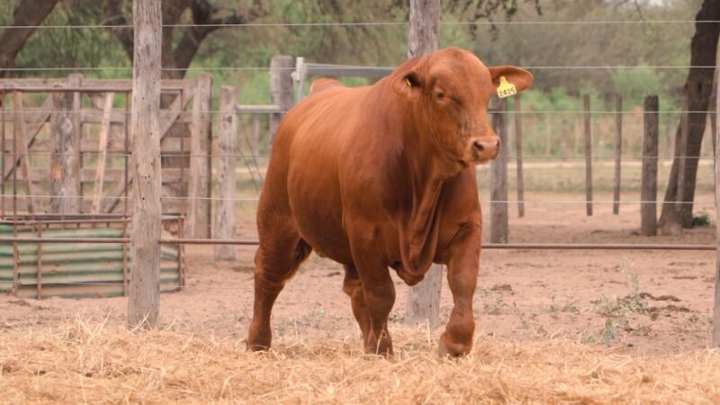 LOTE 19B RP 2425 CABAÑA LA GELID