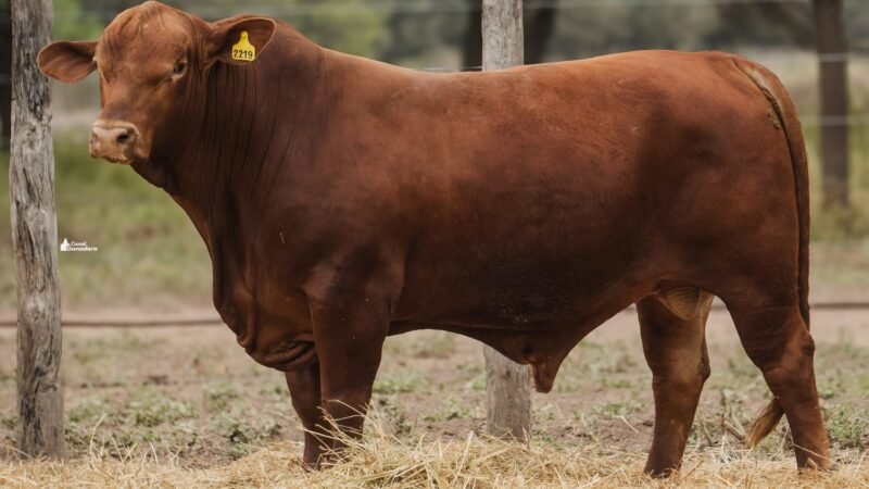 LOTE 1A RP 2219 CABAÑA LA GELID