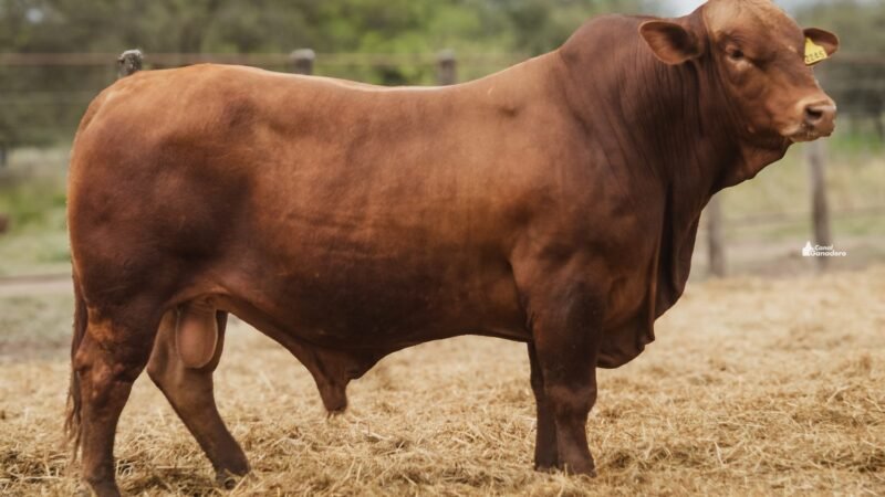LOTE 1B RP 2245 CABAÑA LA GELID