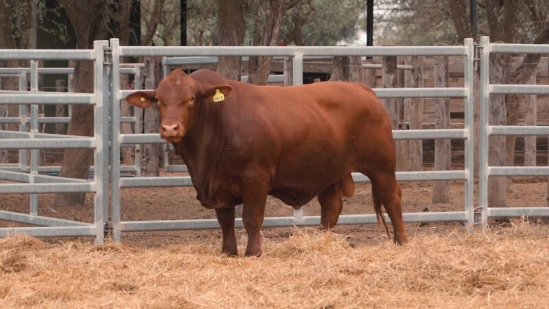 LOTE 20 RP 2415 CABAÑA LA GELID