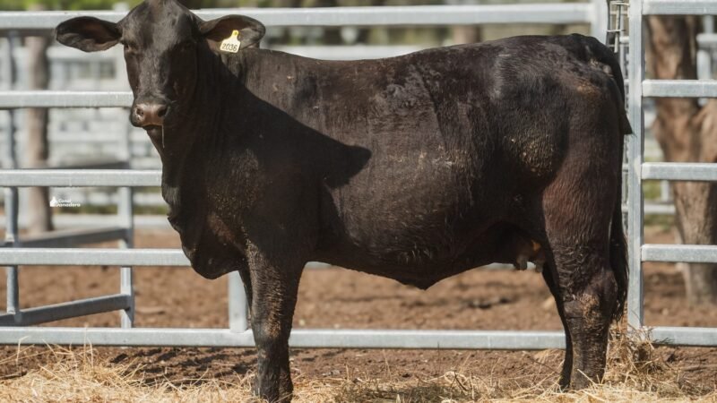 LOTE 23 RP 2036 CABAÑA LA GELID