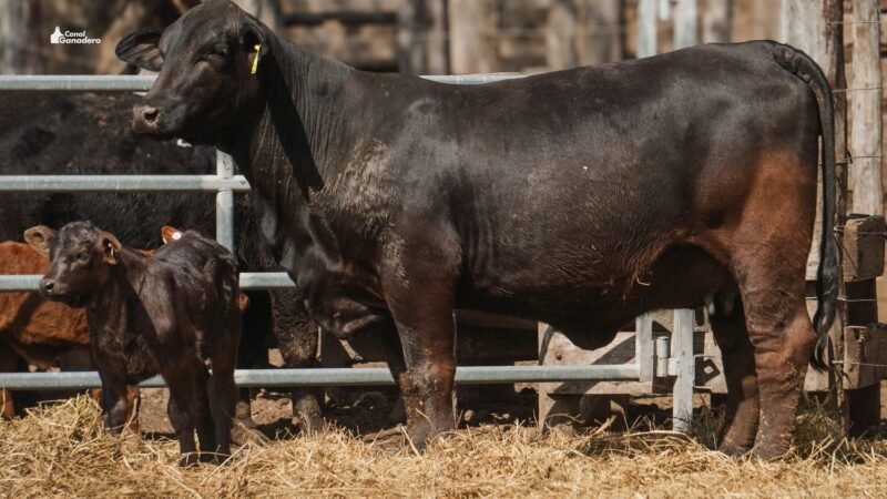 LOTE 24 RP 2236 CABAÑA LA GELID