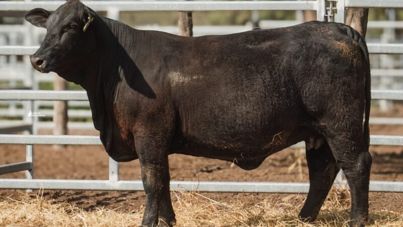 LOTE 25 RP 2208 CABAÑA LA GELID
