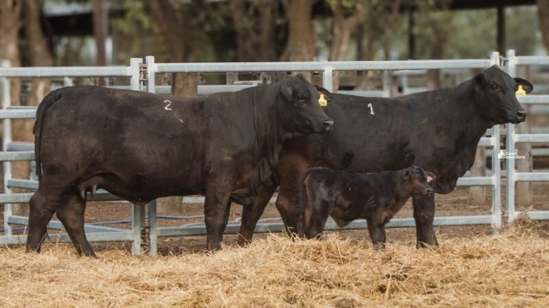 LOTE 26A RP 2052 CABAÑA LA GELID