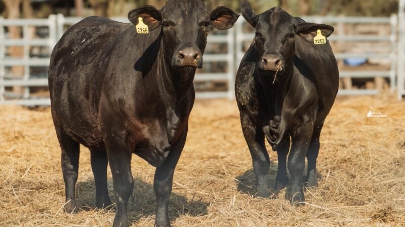 LOTE 29A RP 2252 CABAÑA LA GELID