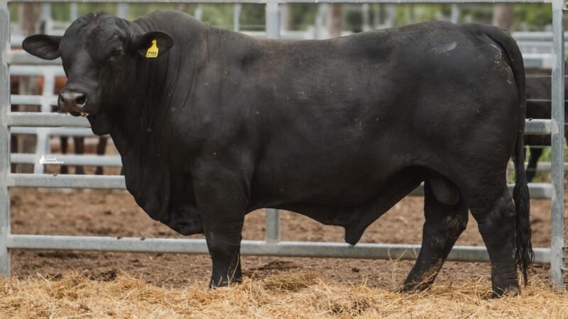 LOTE 2B RP 2189 CABAÑA LA GELID