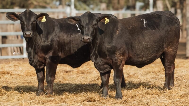 LOTE 30A RP 2246 CABAÑA LA GELID