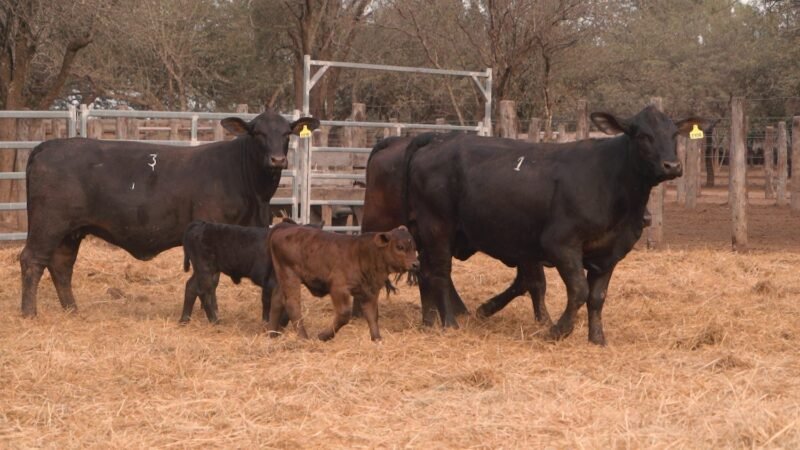 LOTE 32A RP 2106 CABAÑA LA GELID