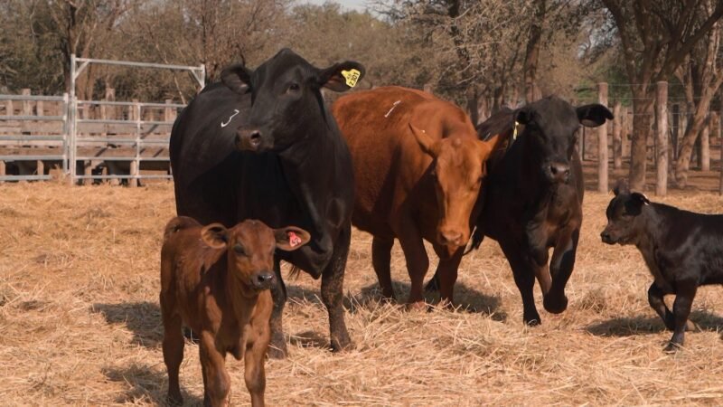 LOTE 33A RP 2242 CABAÑA LA GELID