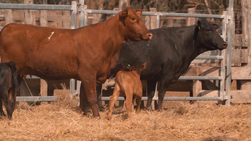 LOTE 34A RP 2124 CABAÑA LA GELID