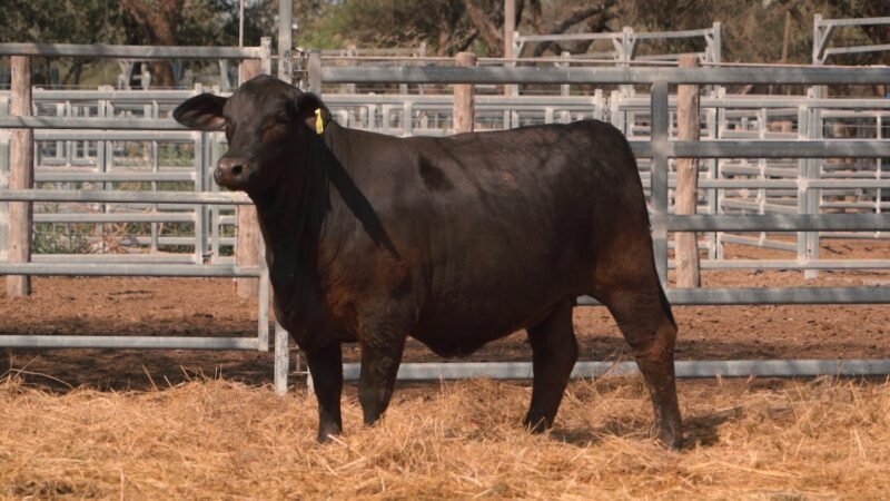 LOTE 35 RP 2270 CABAÑA LA GELID