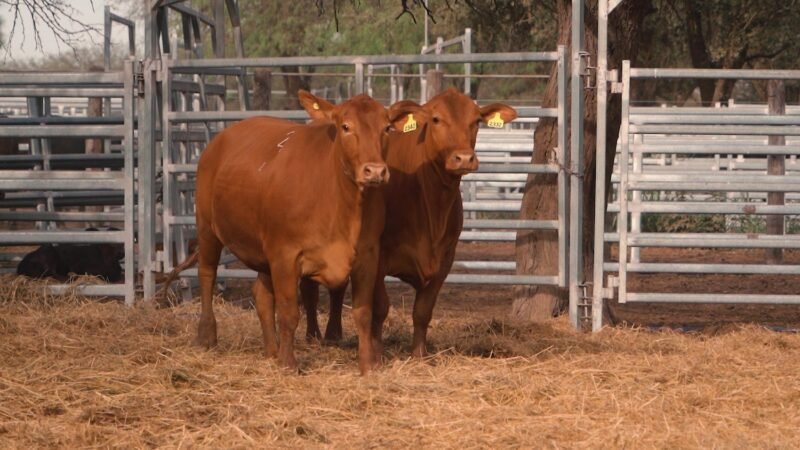 LOTE 36A RP 2332 CABAÑA LA GELID