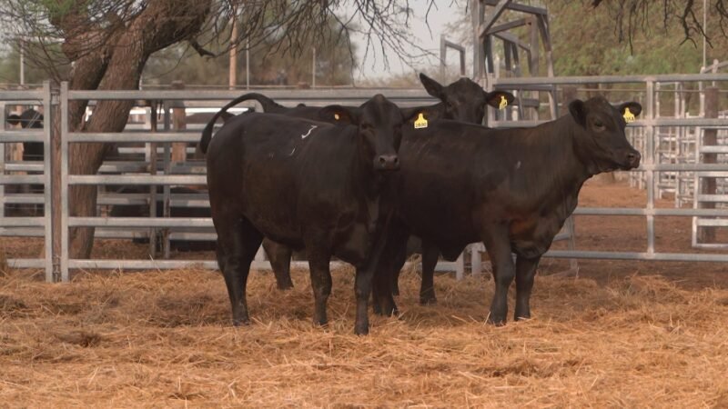LOTE 37A RP 2284 CABAÑA LA GELID