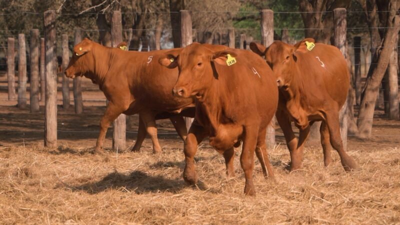LOTE 38A RP 2386 CABAÑA LA GELID