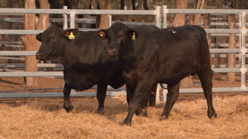 LOTE 39A RP 2360 CABAÑA LA GELID