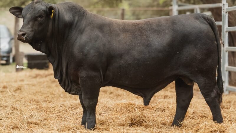 LOTE 3A RP 2137 CABAÑA LA GELID