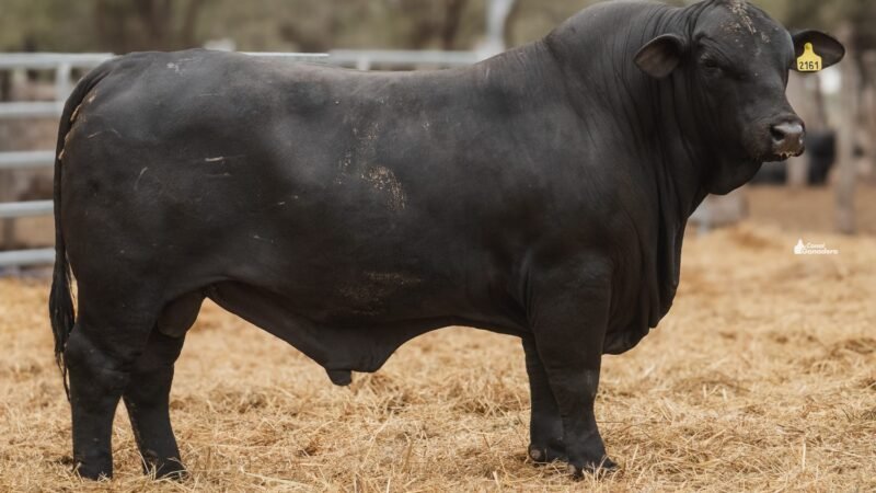 LOTE 3B RP 2161 CABAÑA LA GELID