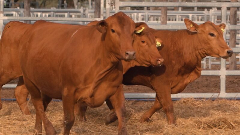 LOTE 40A RP 2310 CABAÑA LA GELID
