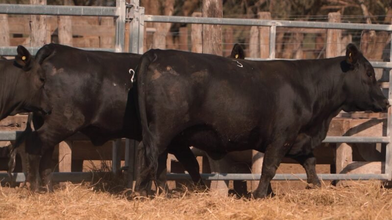 LOTE 41A RP 2422 CABAÑA LA GELID