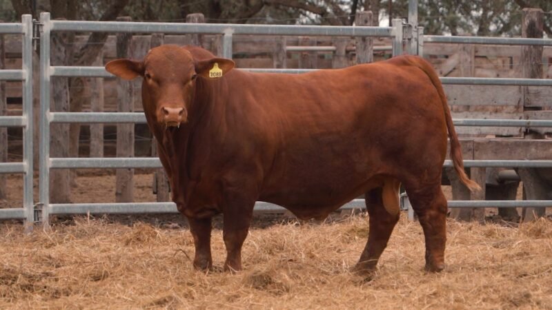 LOTE 4A RP 2089 CABAÑA LA GELID